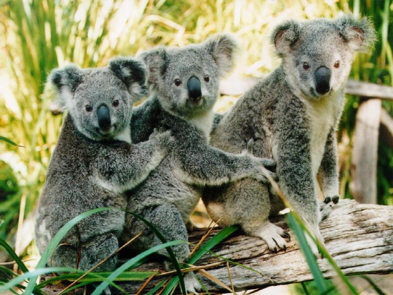 photo of three koalas