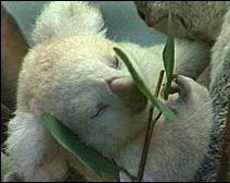 picture of an albino koala