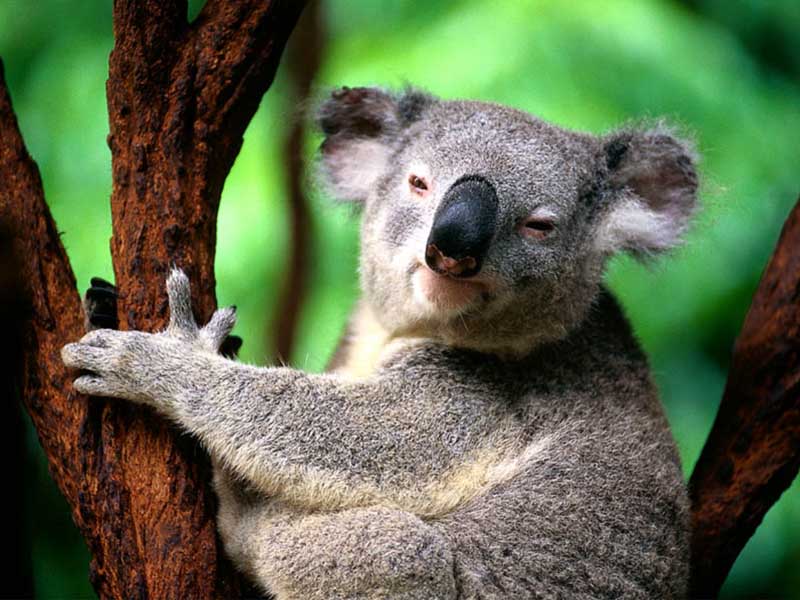 photo of koala up a gum tree