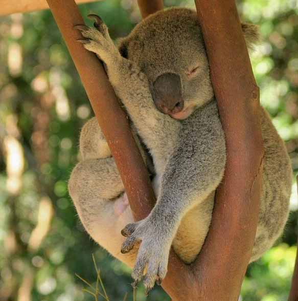 picture of koala