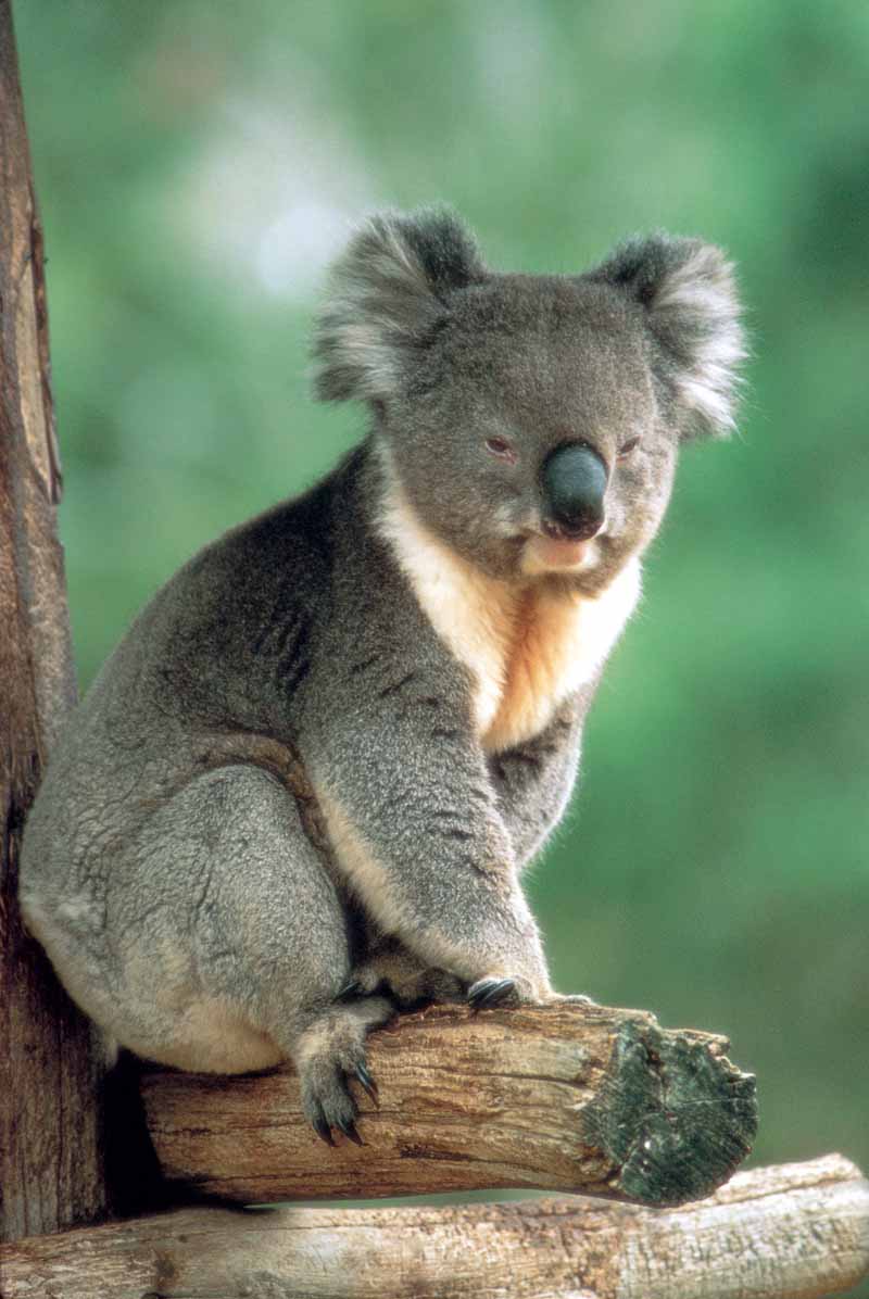 picture of a koala