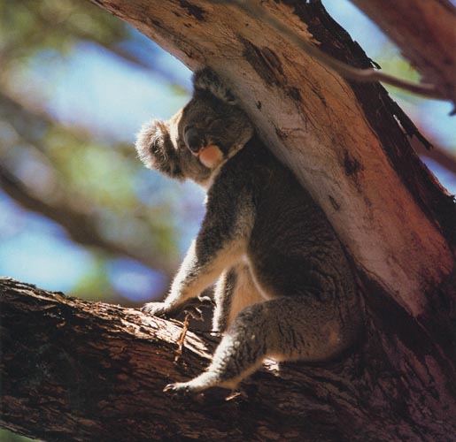 photo of  koala in a tree