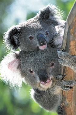 koalas