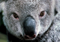 koala