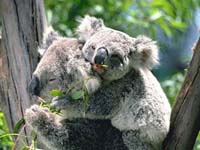 koalas