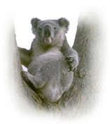koalas.org : HOME