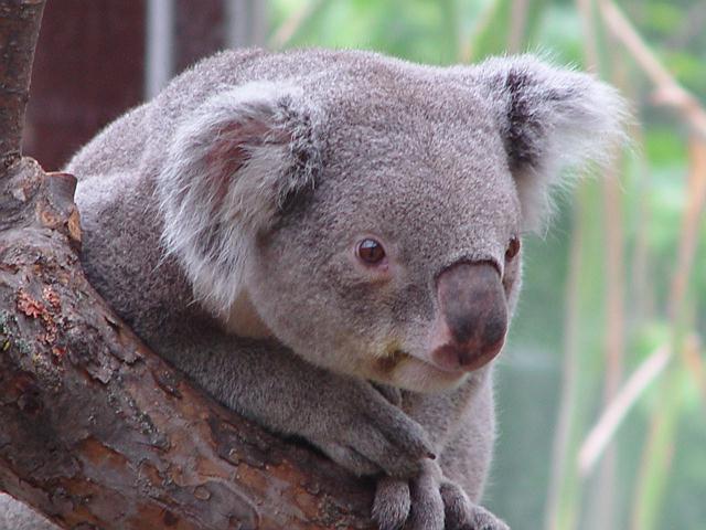 photo of a koala