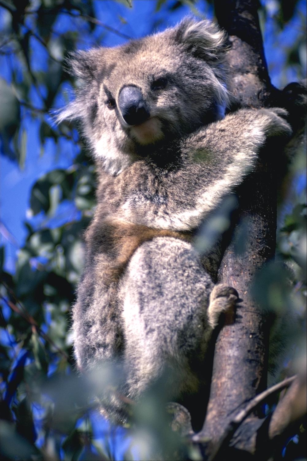 photo of koala