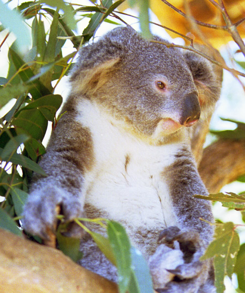 photo of koala