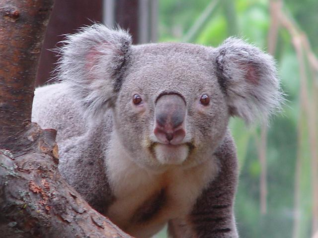 photo of a koala