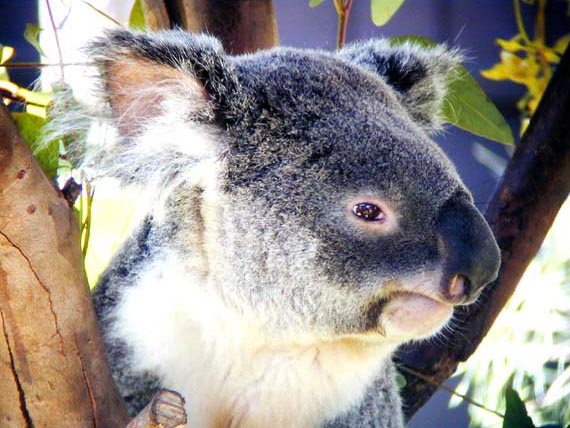 photo of koala