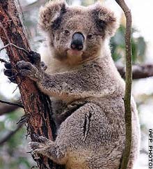 koala picture