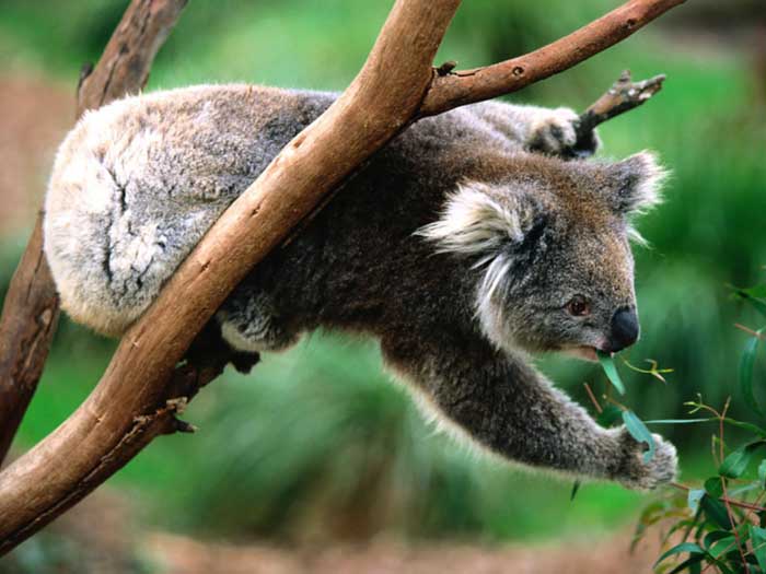 koalas photo