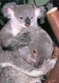 koalas