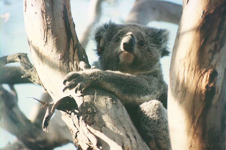 photo of koala