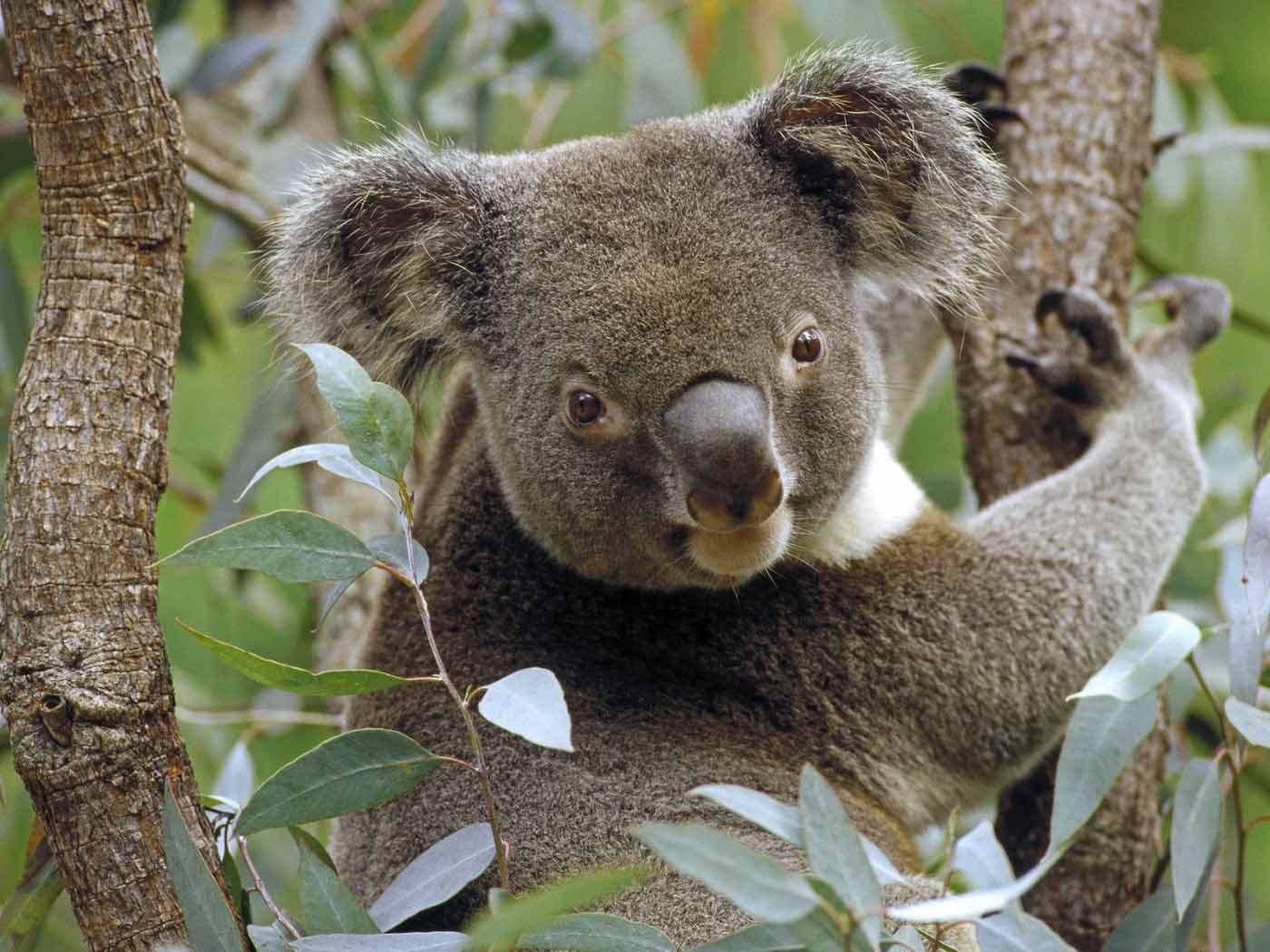 picture of koala