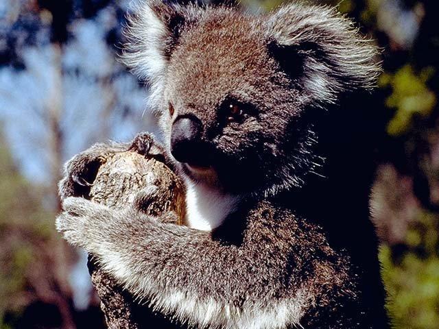 photo of a koala